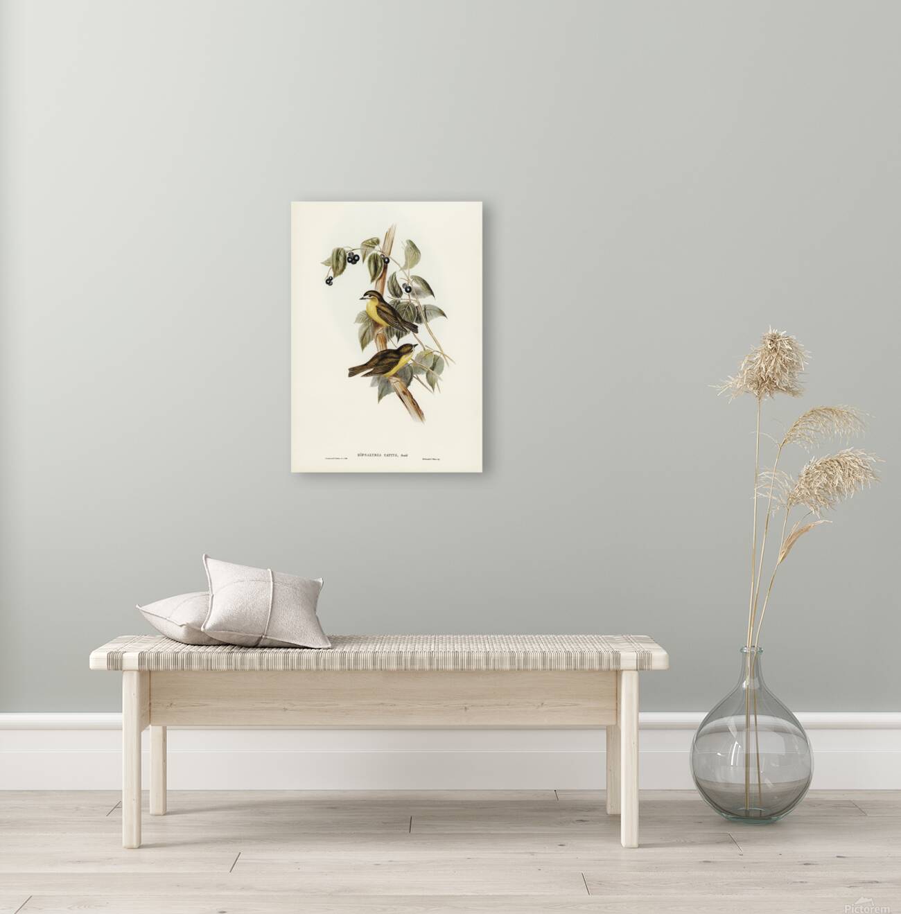 Pale Yellow Robin Reproduction