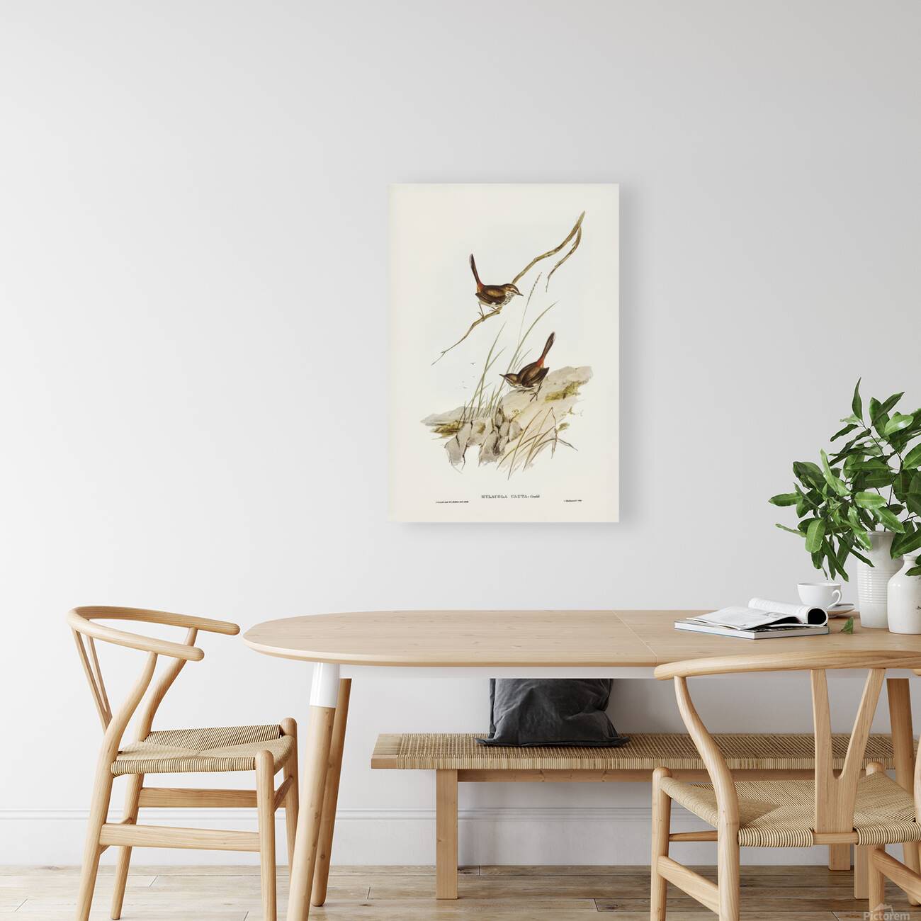 Shy Heathwren Reproduction