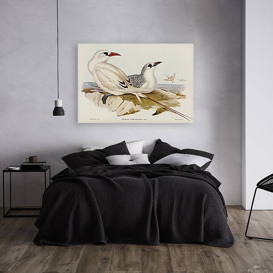 Red Tailed Tropicbird Reproduction