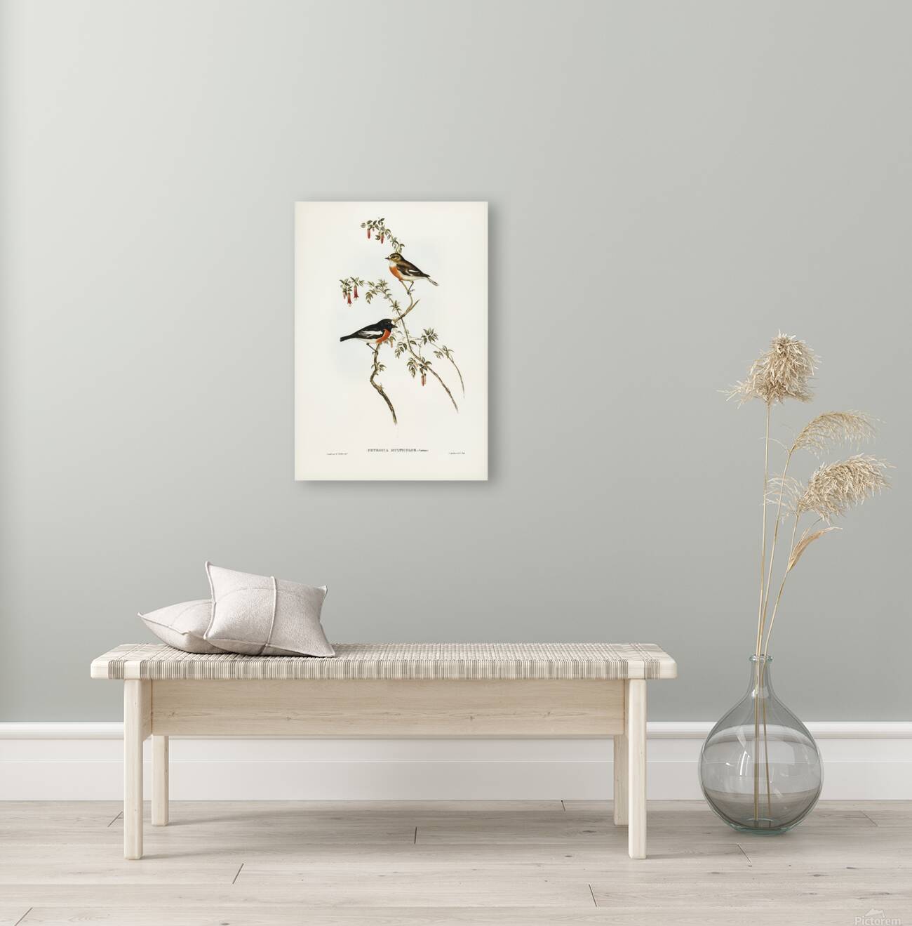 Scarlet Robin Reproduction