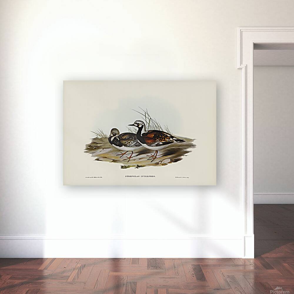 Ruddy Turnstone Reproduction