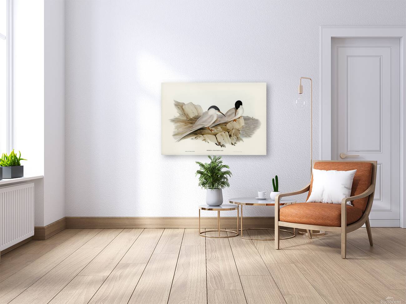 Roseate Tern Reproduction