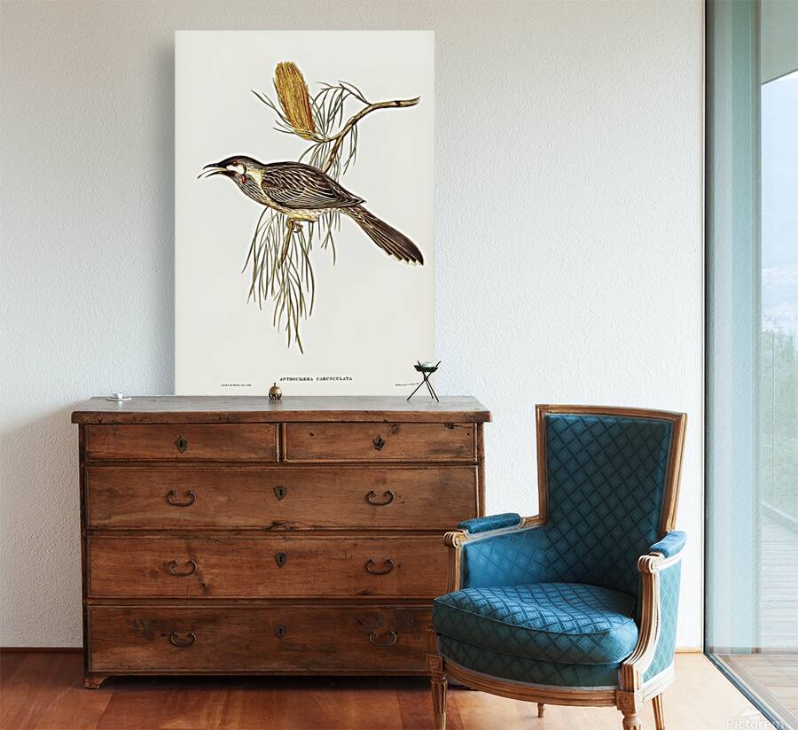Red Wattlebird Reproduction