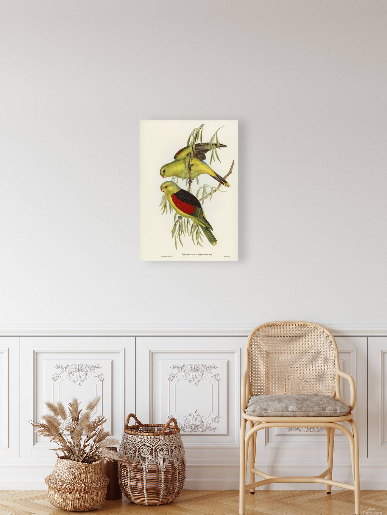 Red Winged Parrot Reproduction