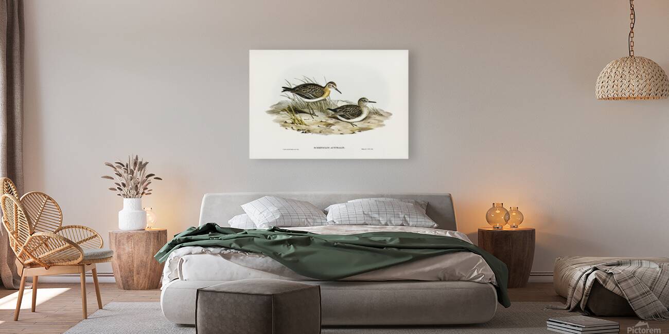 Sharp Tailed Sandpiper Reproduction
