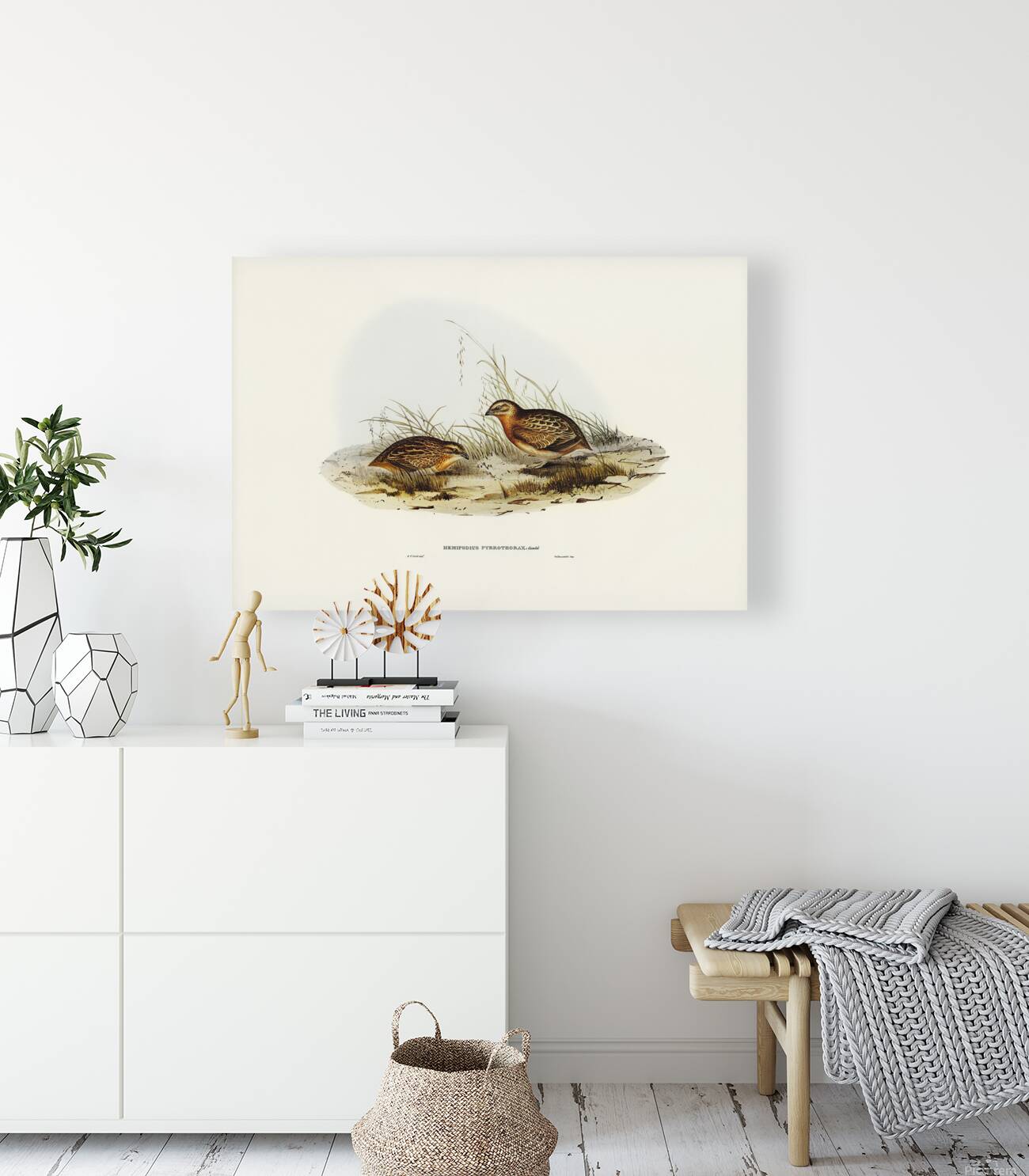 Red Chested Buttonquail Reproduction