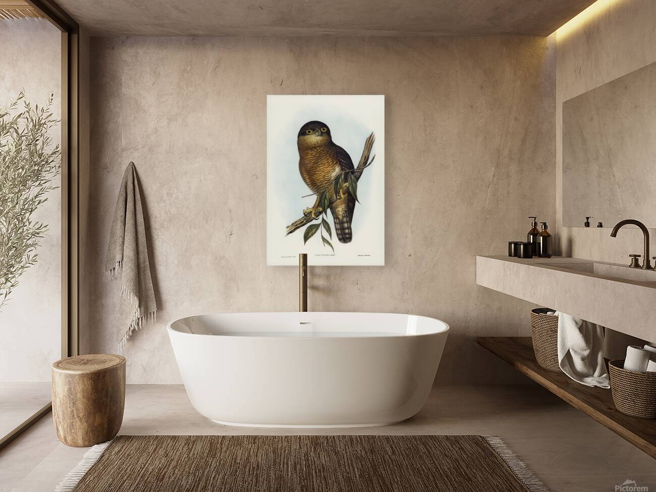 Rufous Owl Reproduction