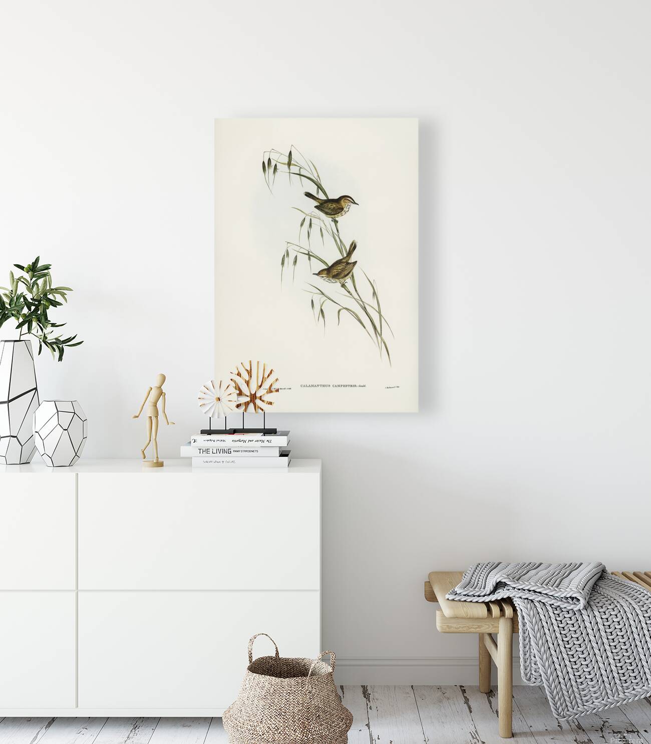 Rufous Fieldwren Reproduction