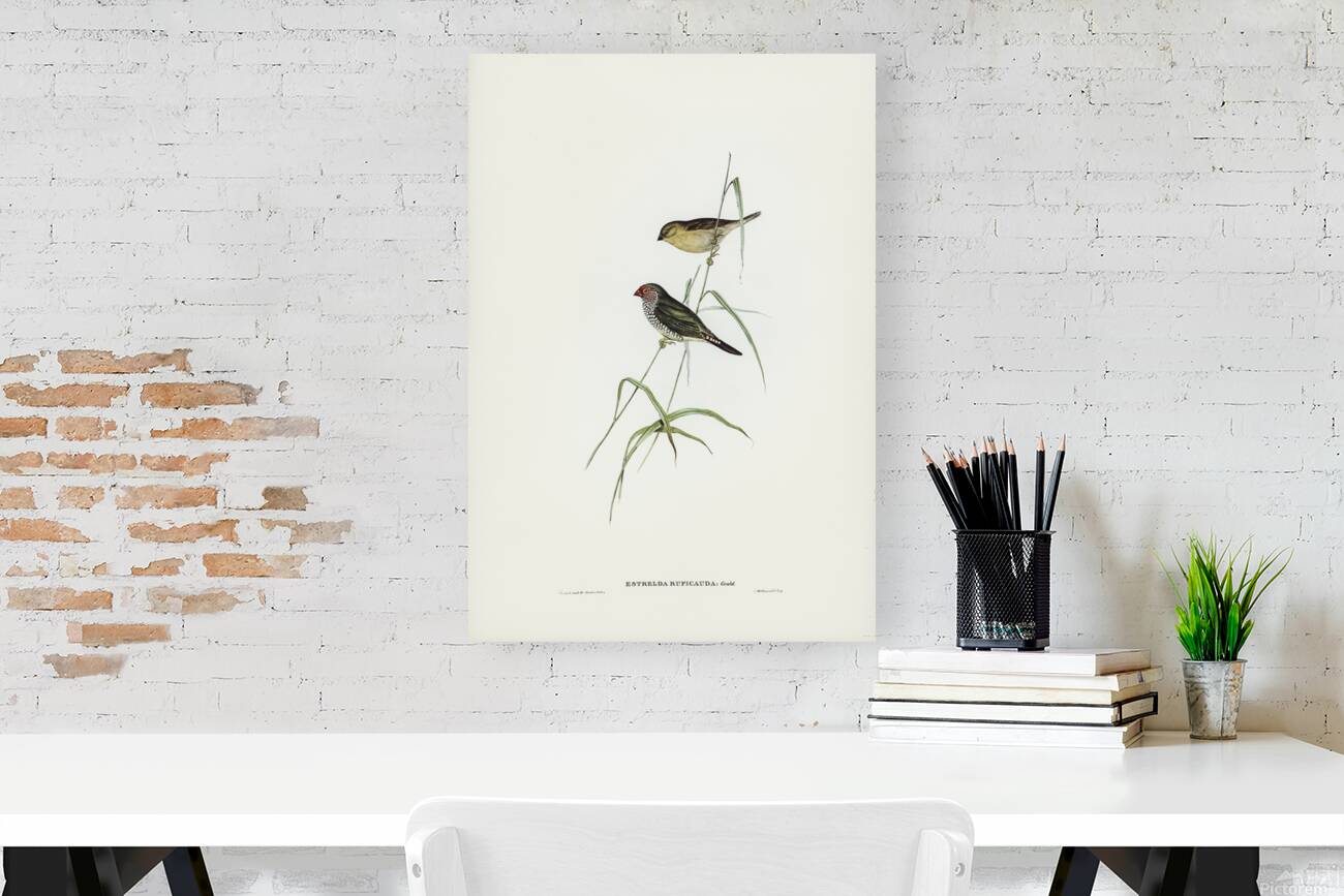 Star Finch Reproduction