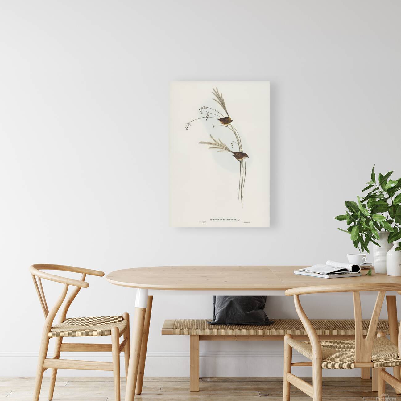Southern Emu Wren Reproduction