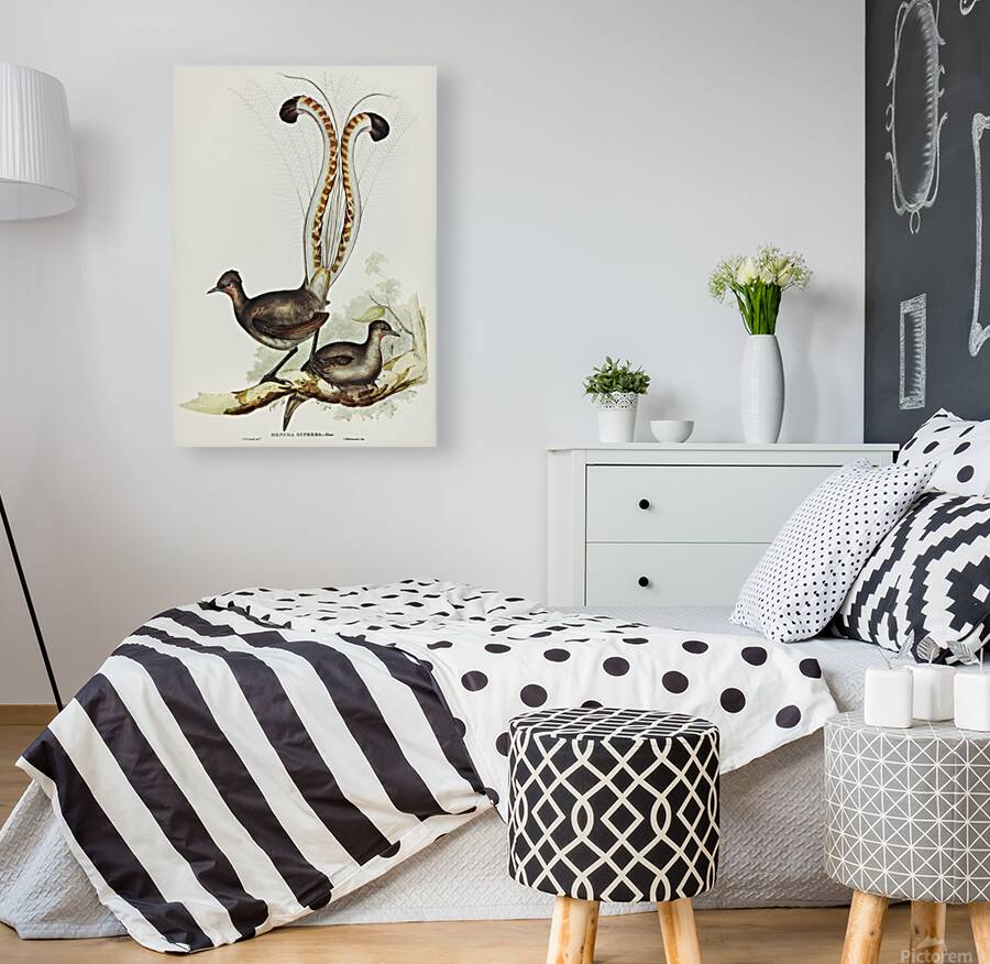 Superb Lyrebird Reproduction