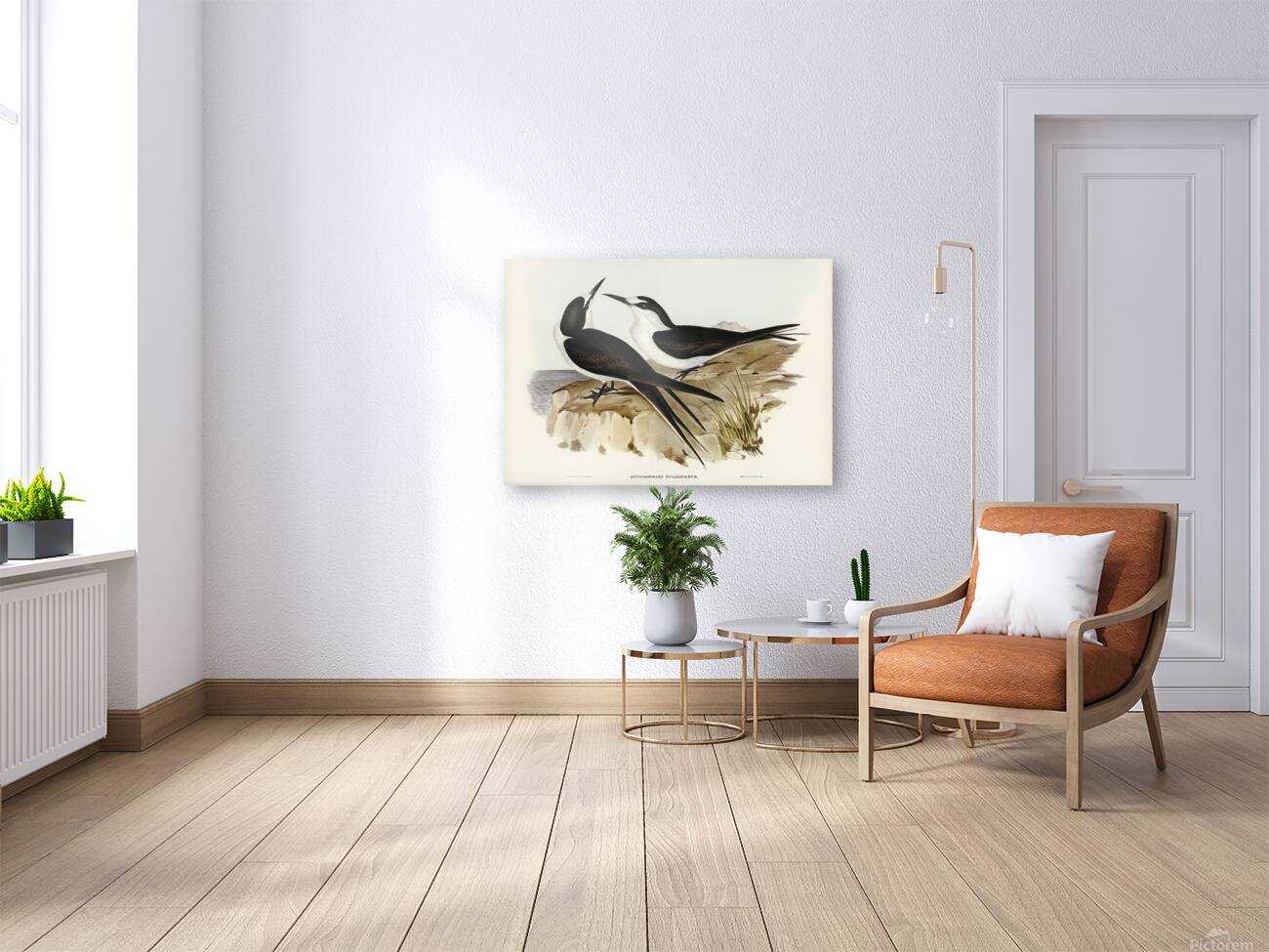 Sooty Tern Reproduction