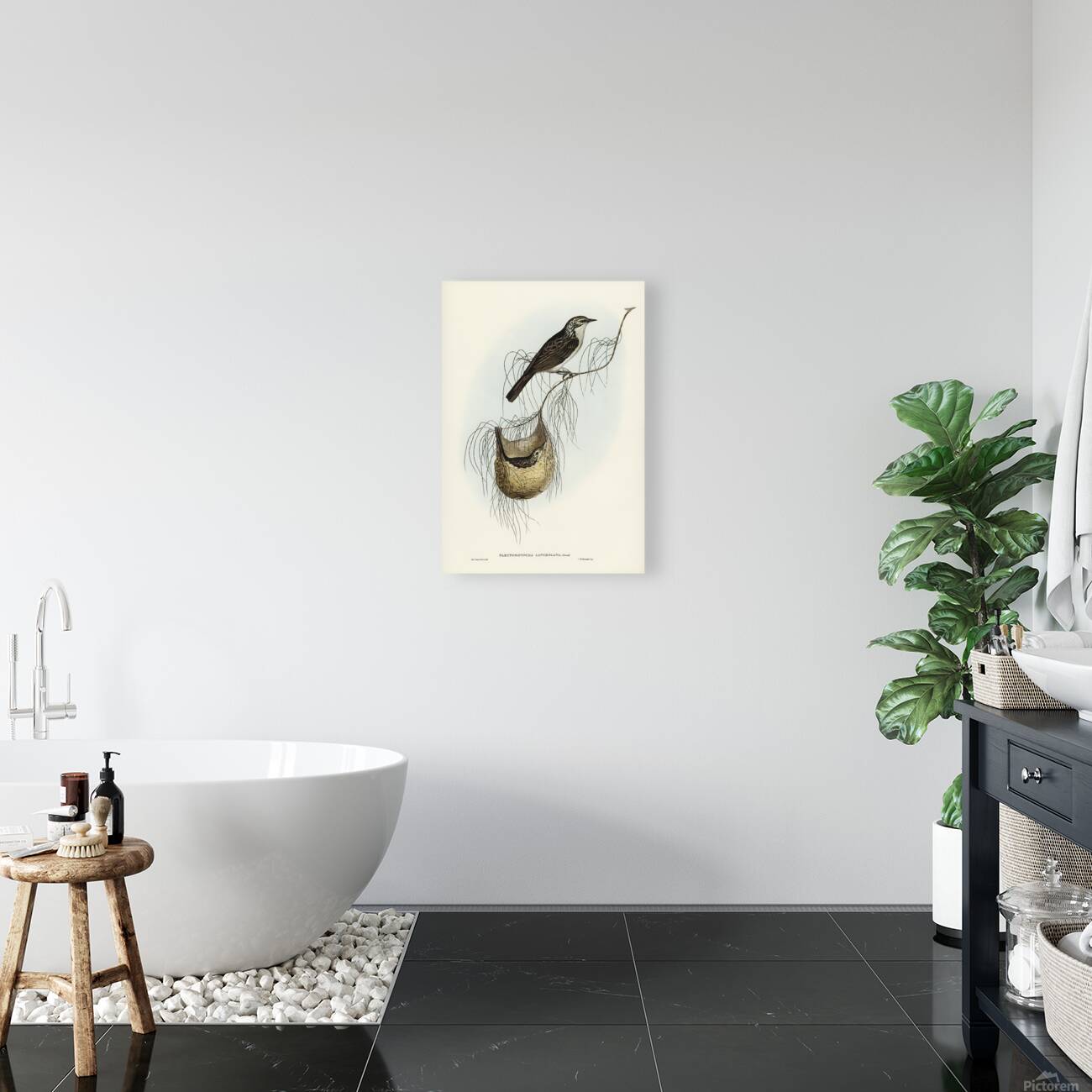 Striped Honeyeater Reproduction