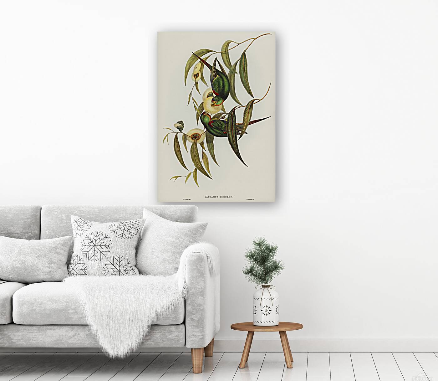 Swift Parrot Reproduction