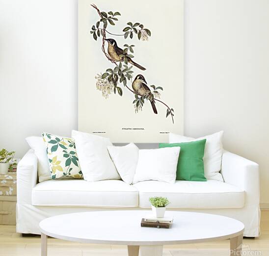 Singing Honeyeater 2 Reproduction