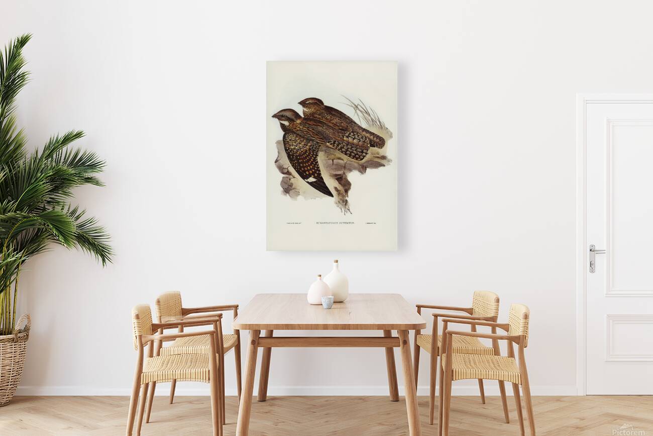 Spotted Nightjar Reproduction