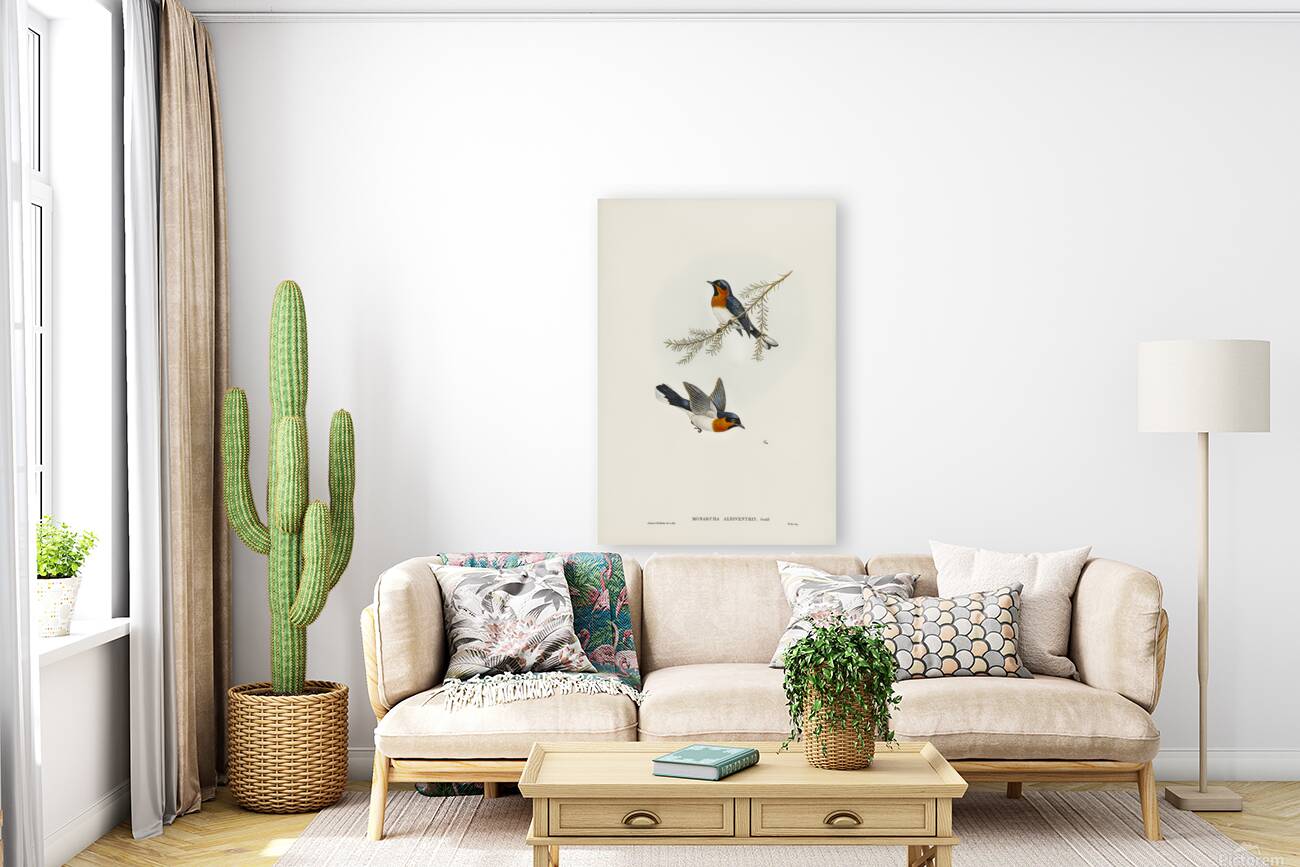 Spectacled Monarch Reproduction