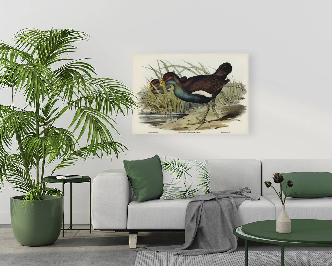 Tasmanian Nativehen Reproduction