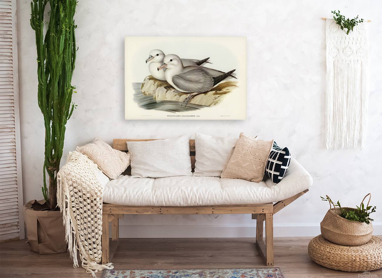 Southern Fulmar Reproduction