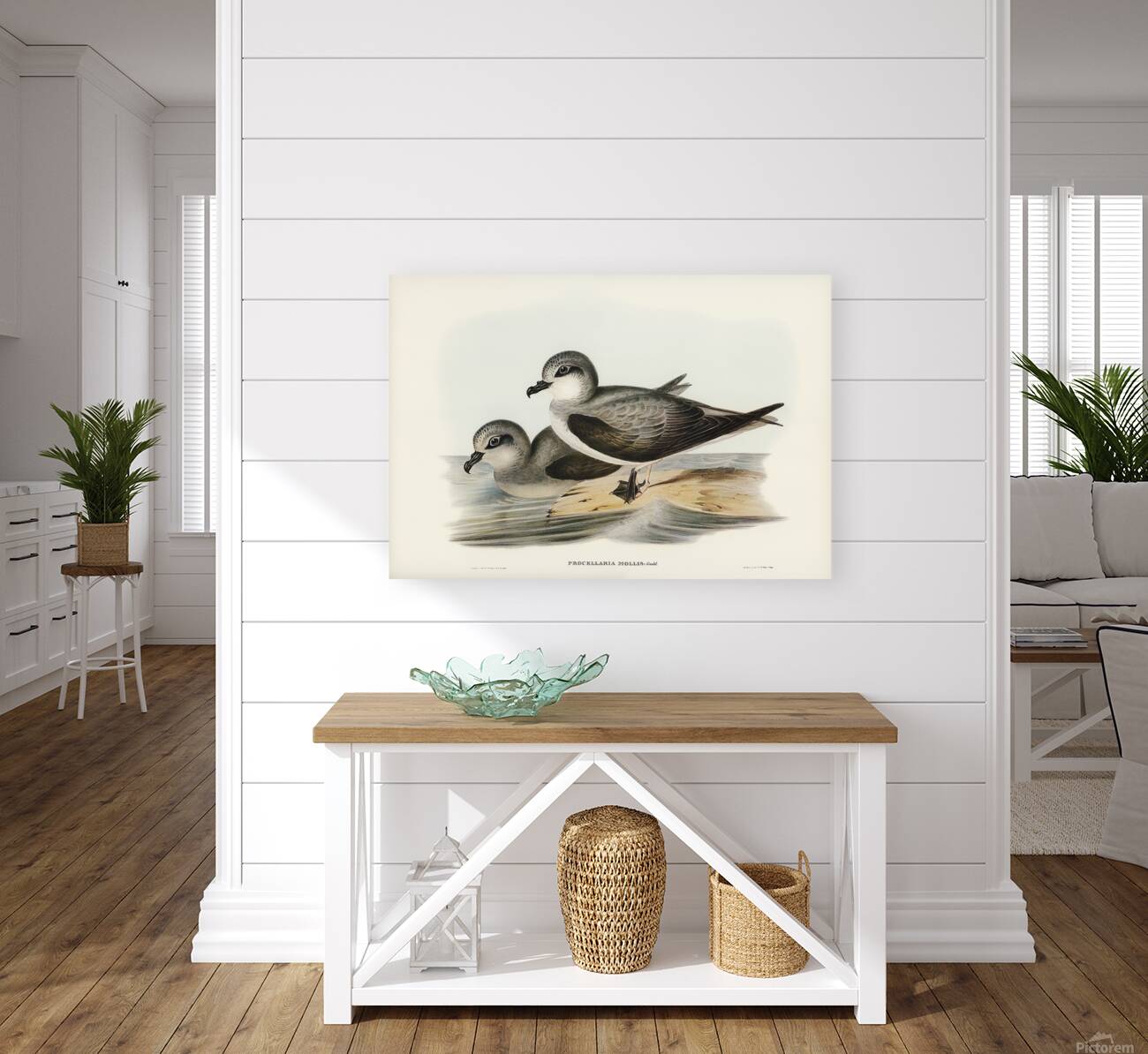 Soft Plumaged Petrel Reproduction