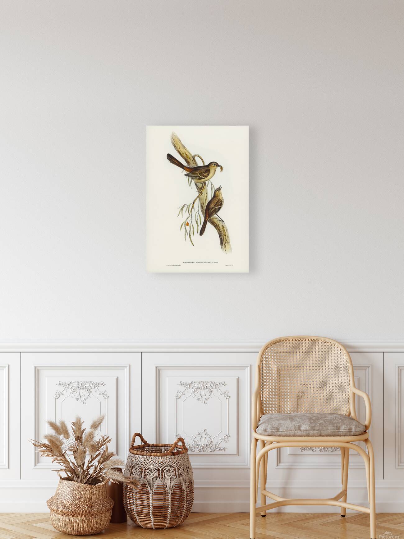 Southern Scrub Robin Reproduction