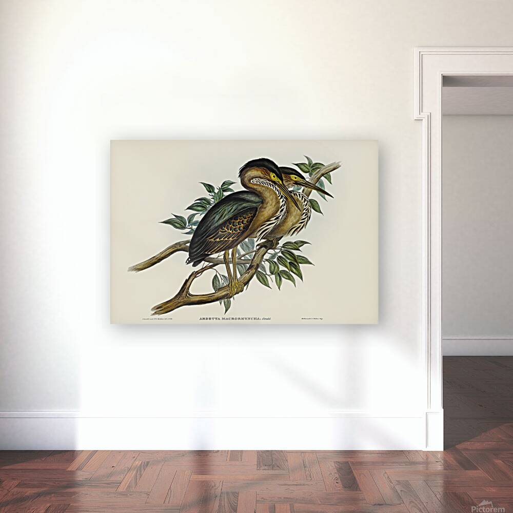 Striated Heron Reproduction