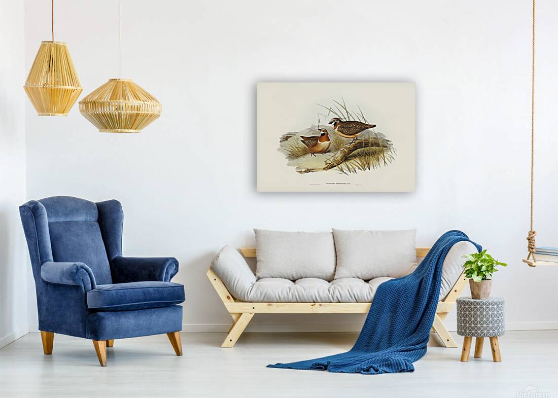 Spinifex Pigeon Reproduction