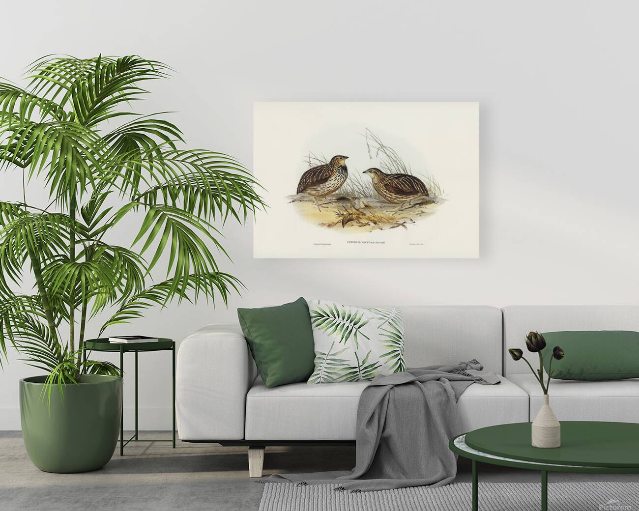 Stubble Quail Reproduction