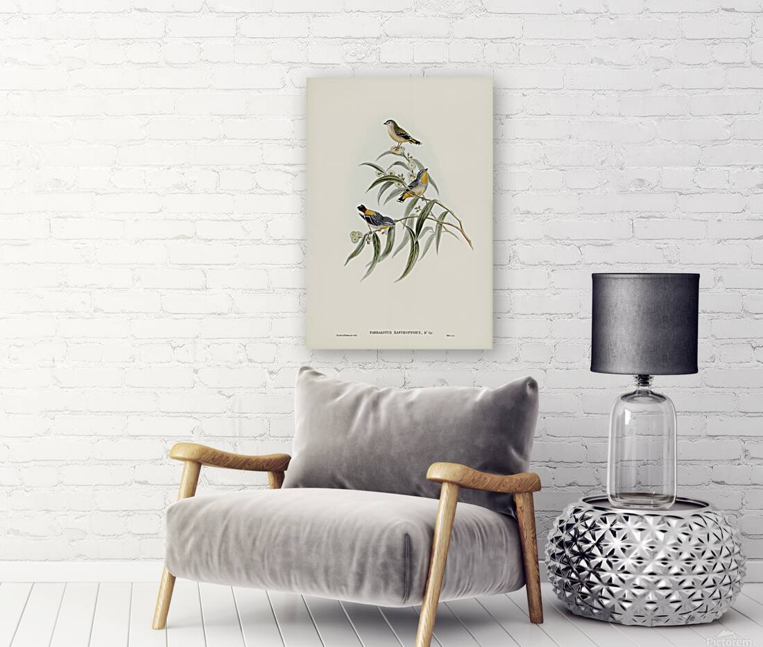 Spotted Pardalote Reproduction