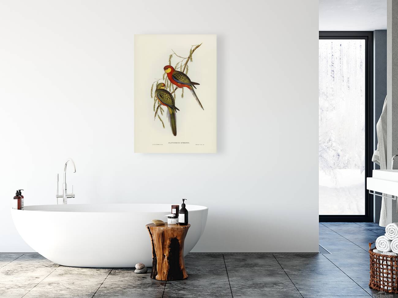 Western Rosella Reproduction