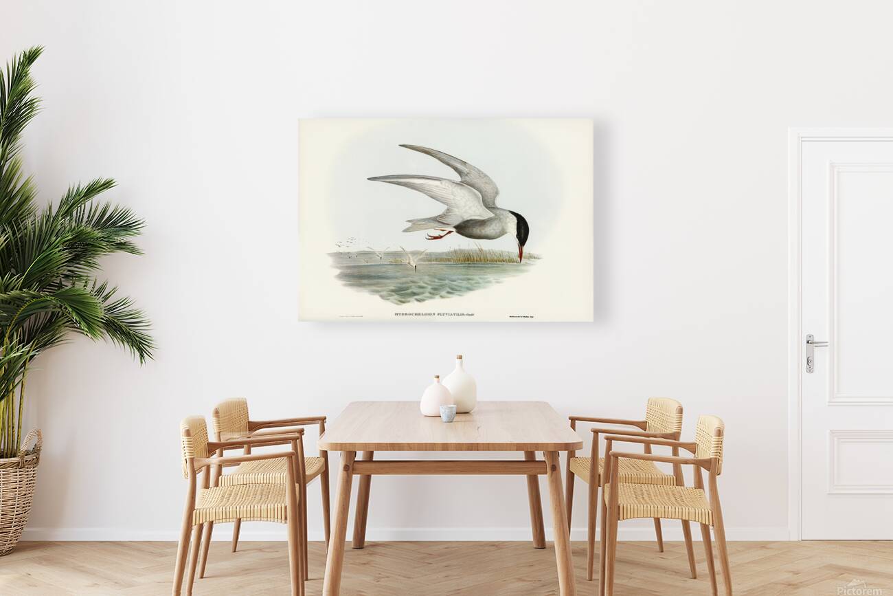 Whiskered Tern Reproduction