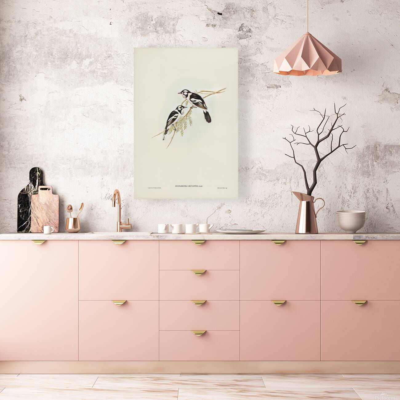 White Eared Monarch Reproduction