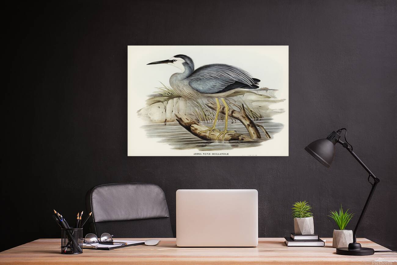 White Faced Heron Reproduction