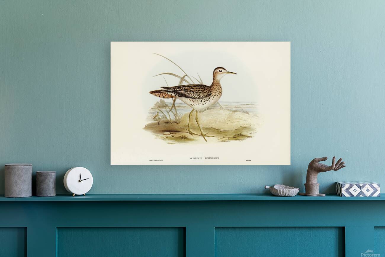 Upland Sandpiper Reproduction