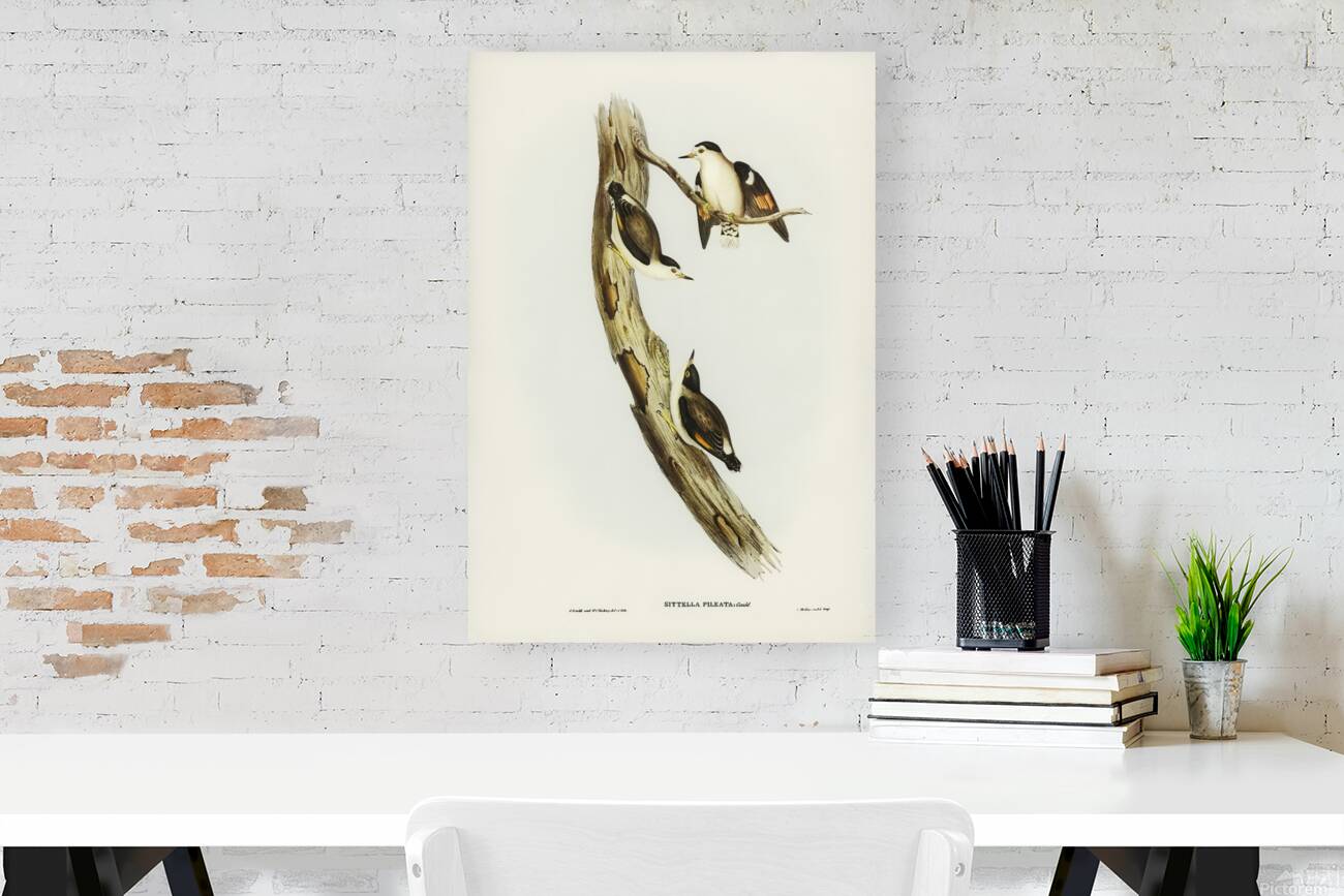 Varied Sittella 3 Reproduction