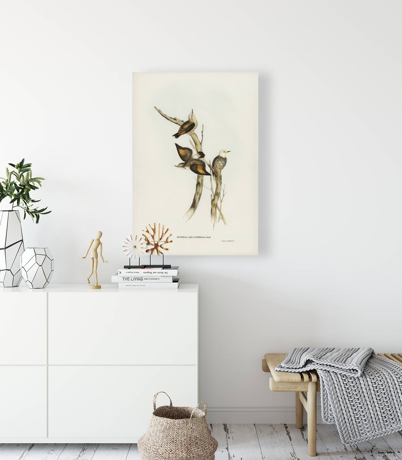 Varied Sittella 2 Reproduction
