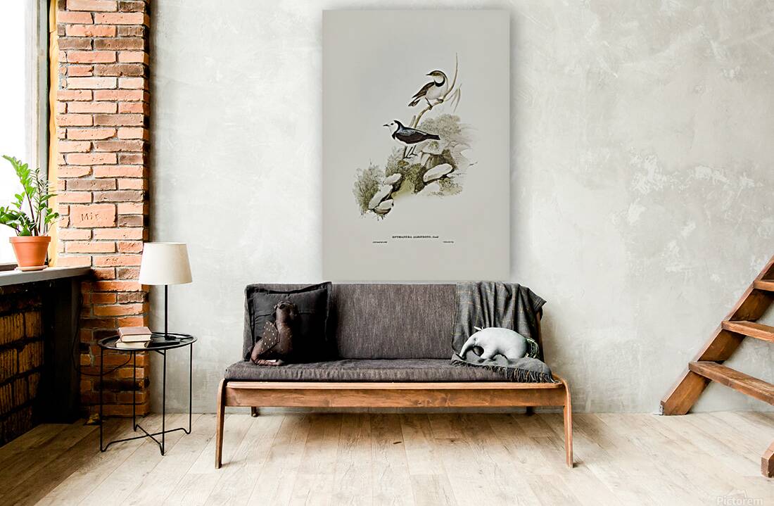 White Fronted Chat Reproduction