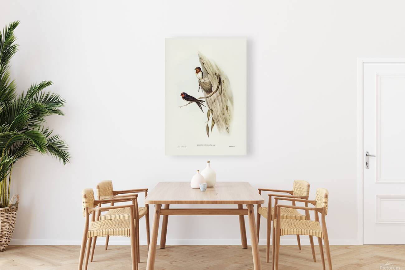 Welcome Swallow Reproduction
