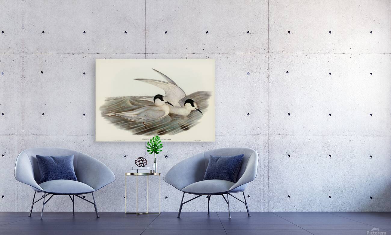 White Fronted Tern Reproduction