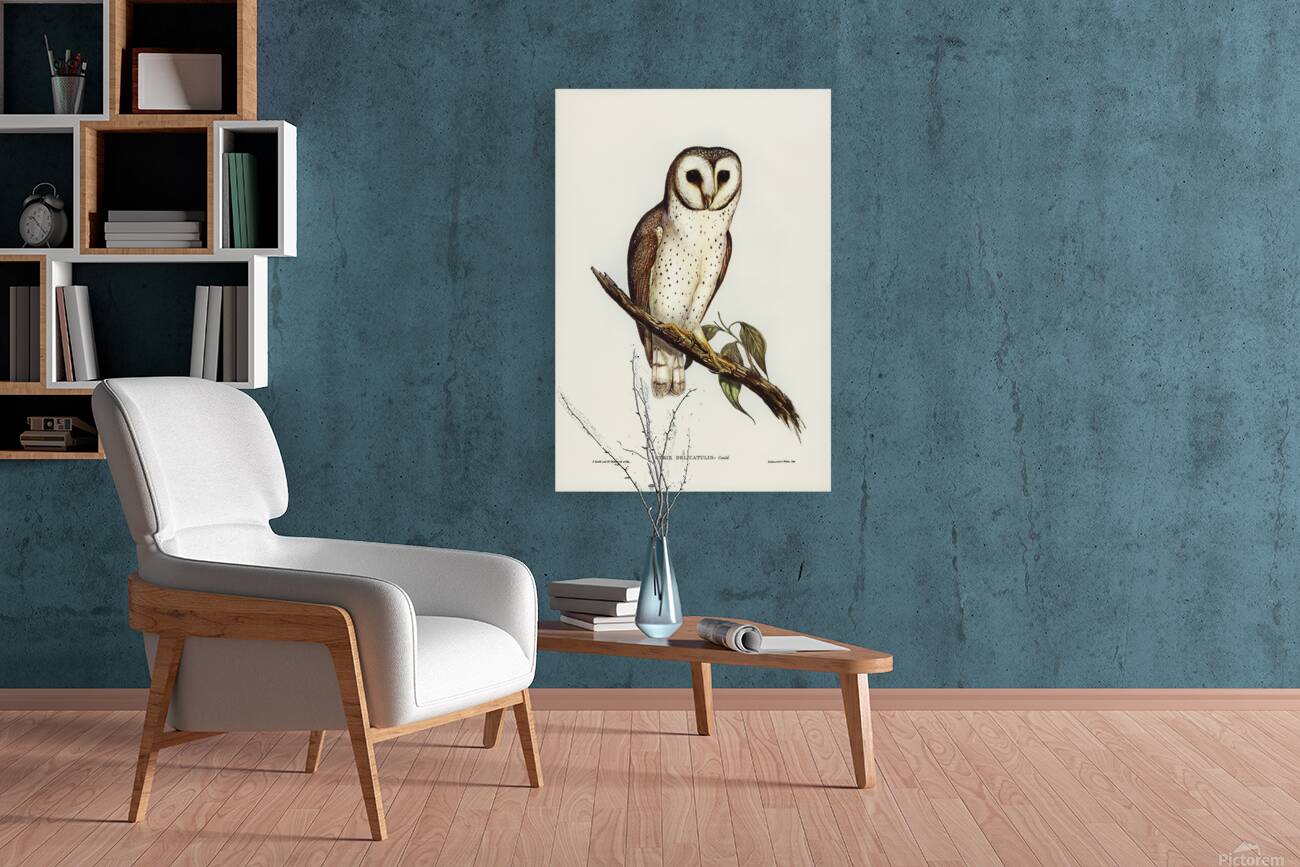 Western Barn Owl Reproduction