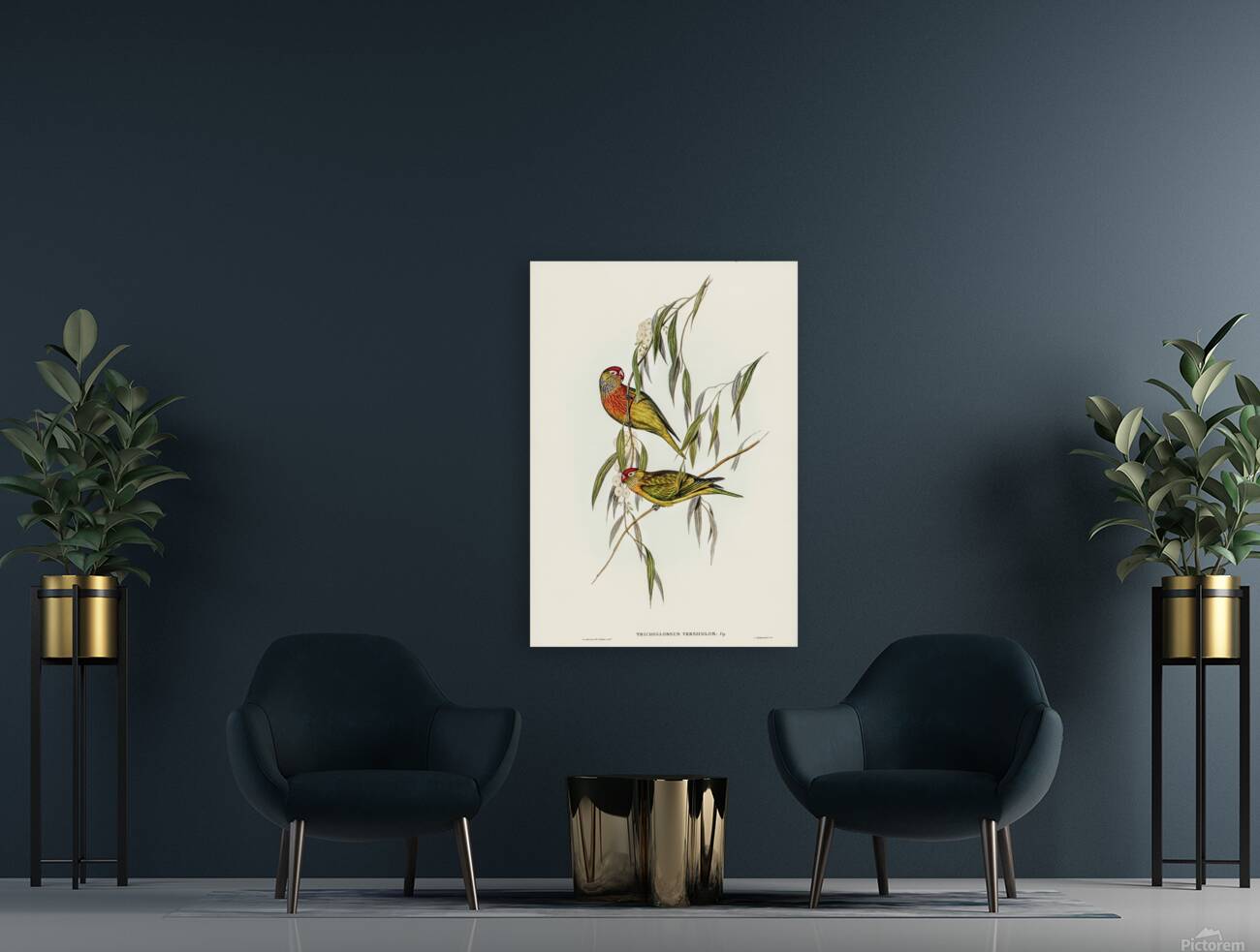Varied Lorikeet Reproduction