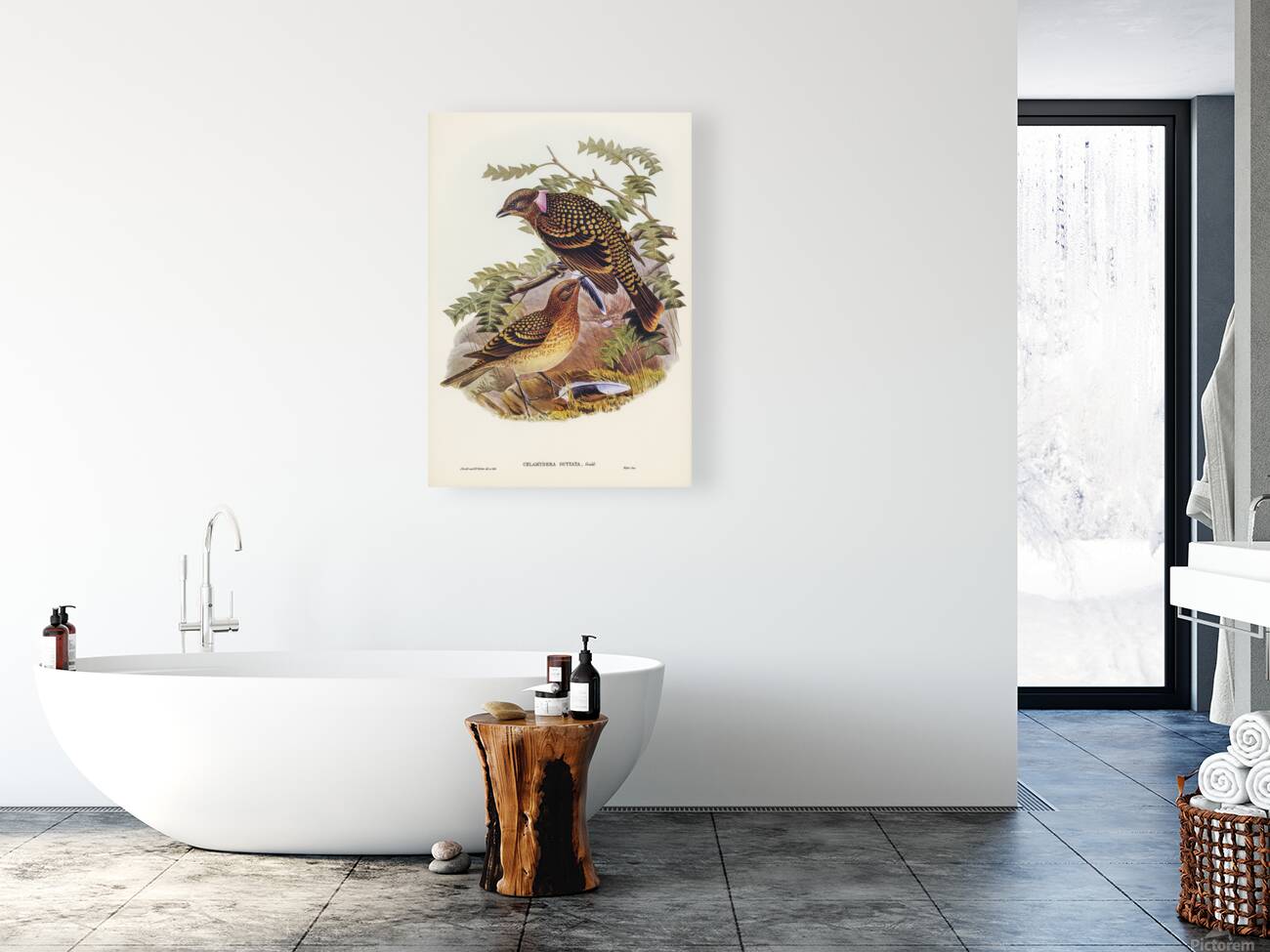 Western Bowerbird Reproduction