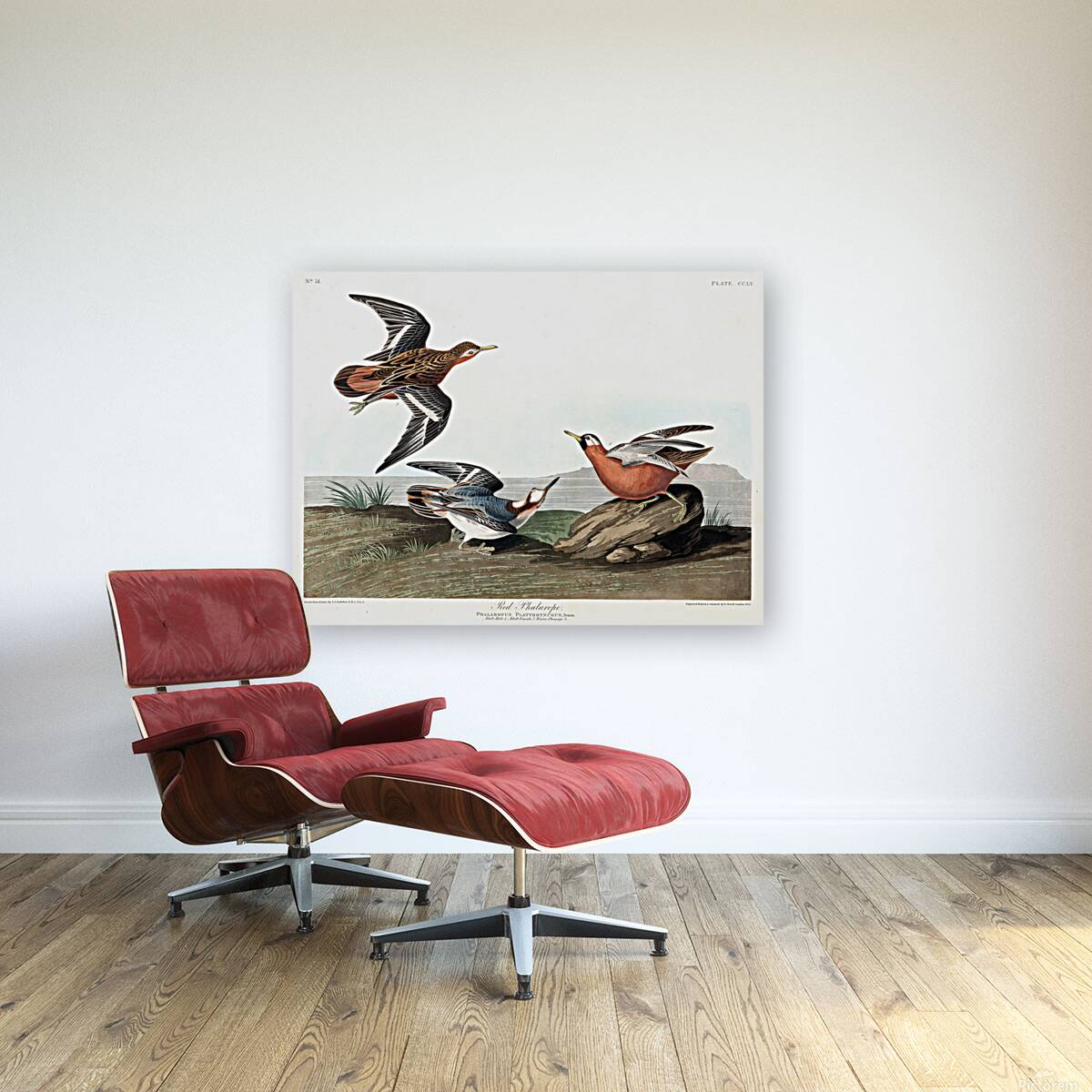 Plate 255 Red Phalarope Reproduction