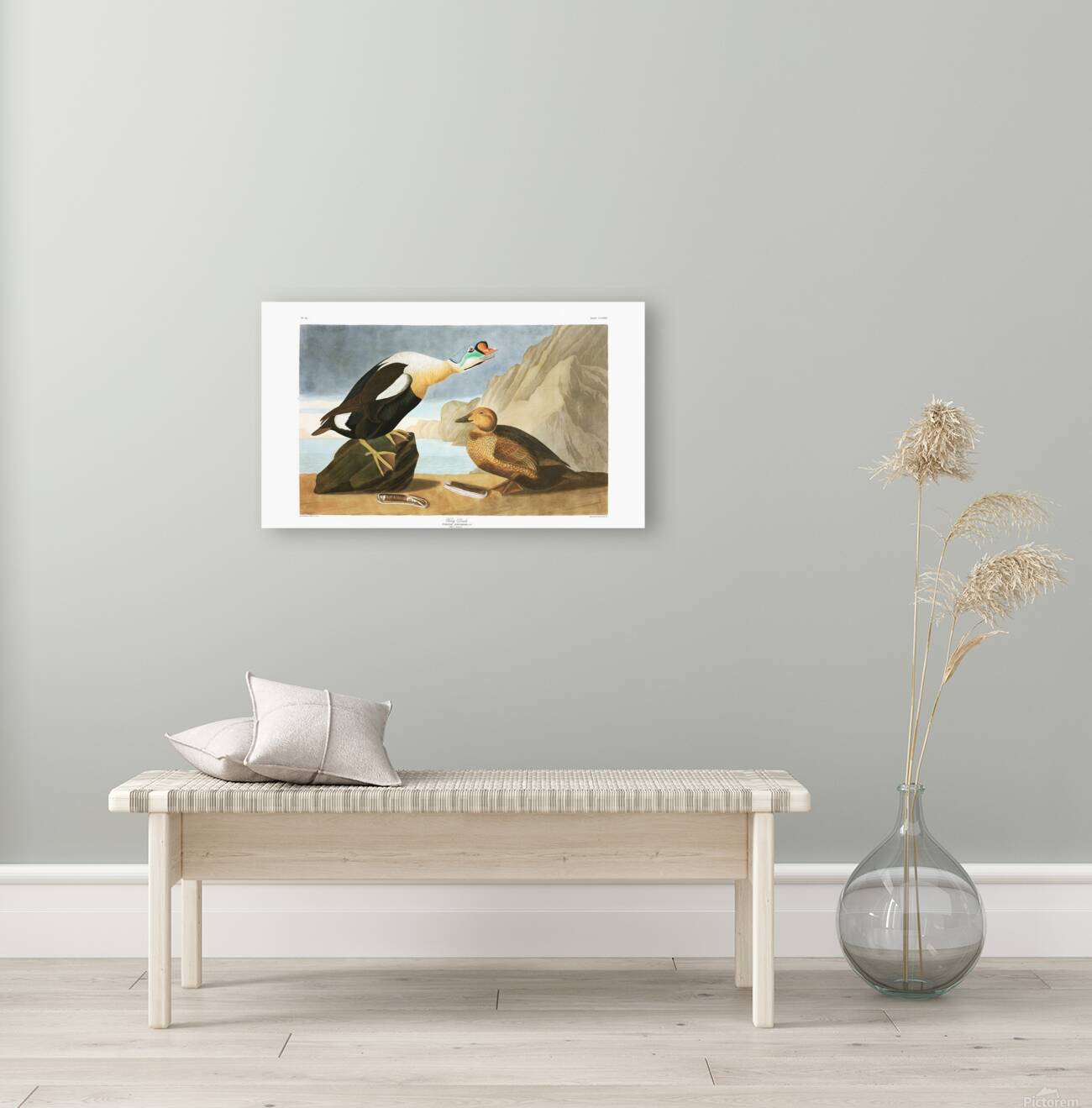 Plate 276 King Eider Duck Reproduction
