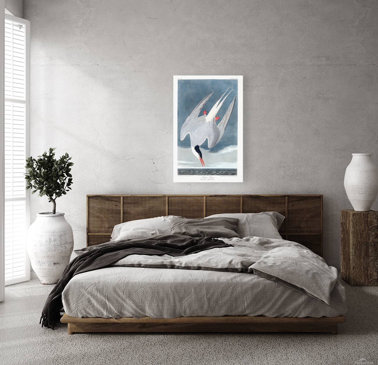 Plate 250 Arctic Tern Reproduction