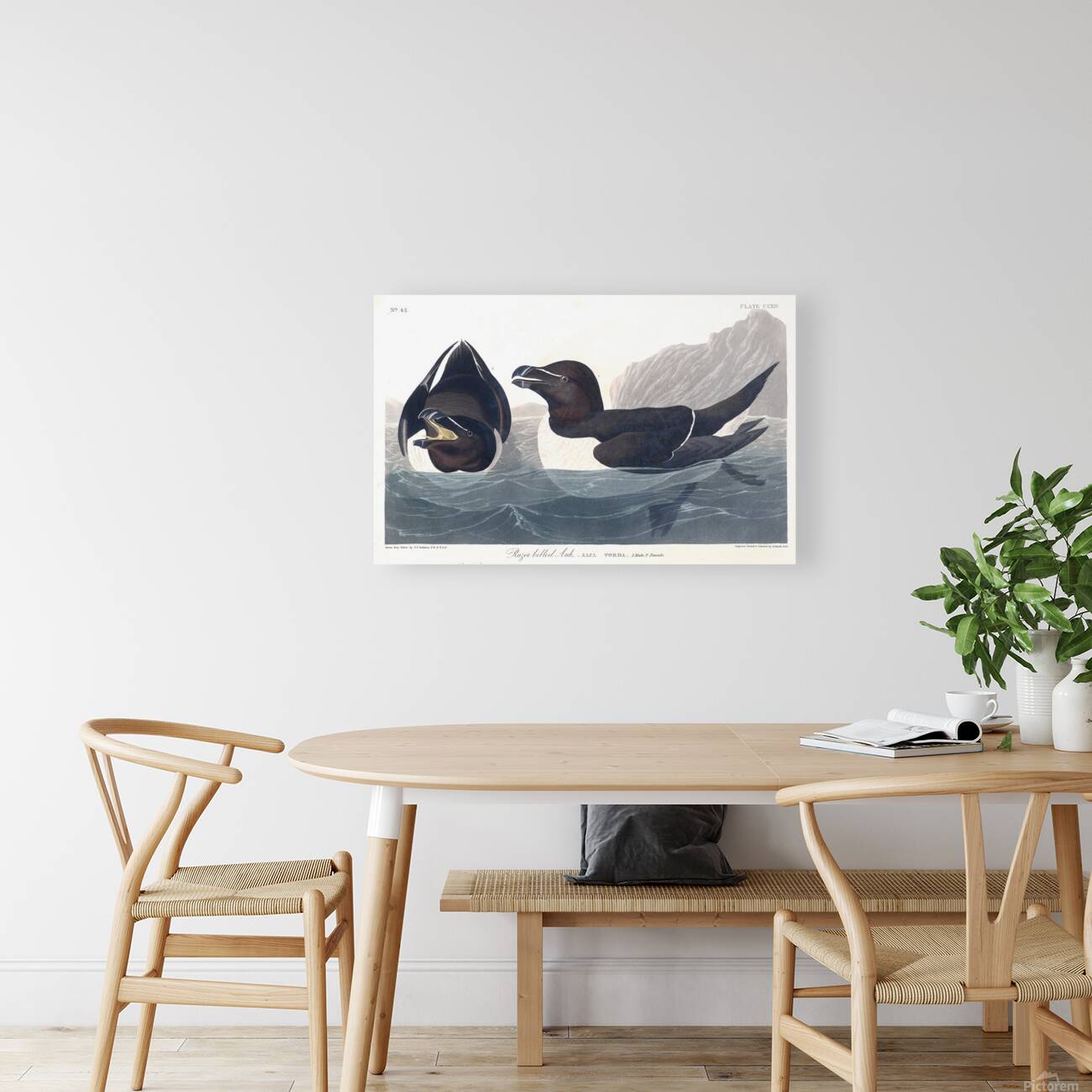 Plate 214 Razorbill Reproduction