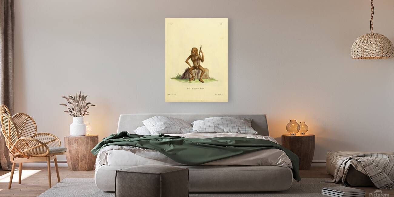 Bornean Orangutan Reproduction