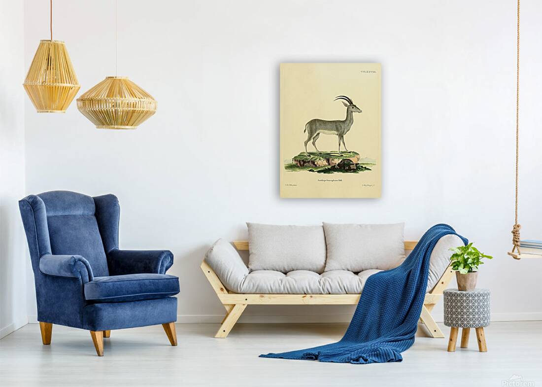Bluebuck Reproduction
