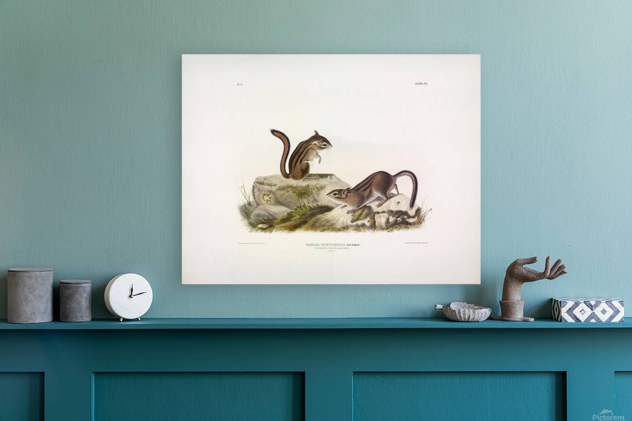 Townsend s Ground Squirrel Reproduction