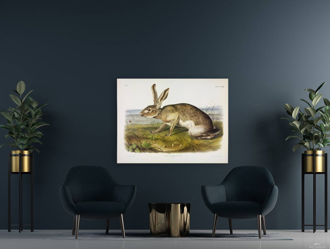 Texian Hare Reproduction